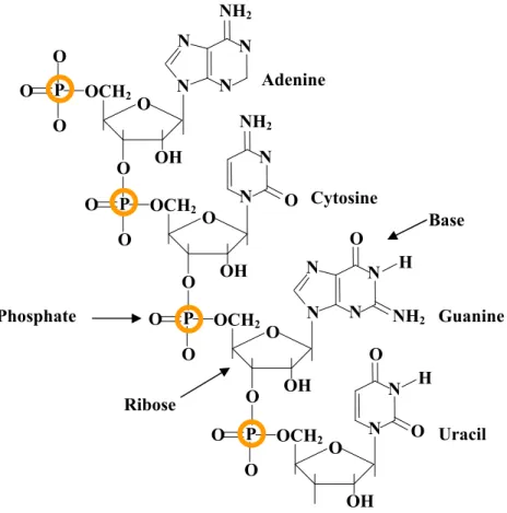 Figure 2.3 A fragment of RNA structure with four nucleotides: A, C, G and U. Each  nucleotide has three components: phosphate, sugar and base 