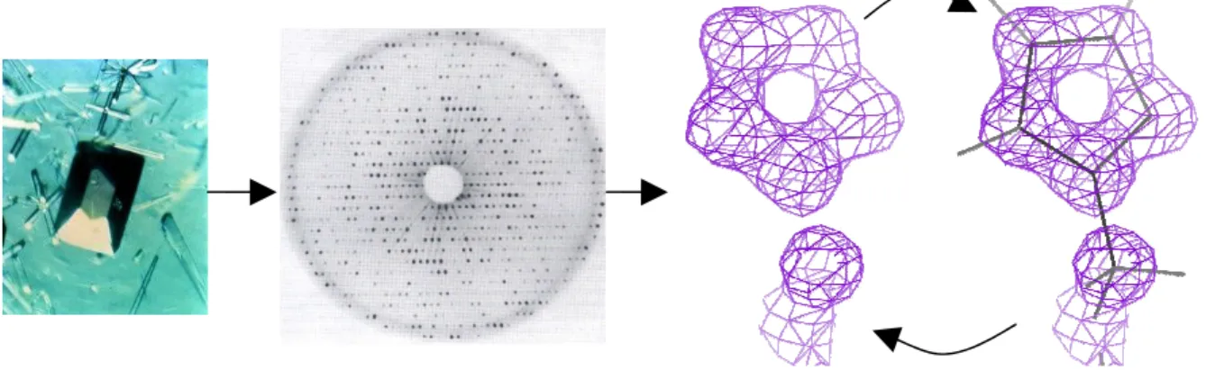 Figure 2.6 The procedures of X-ray crystallography to determine RNA/protein structure a
