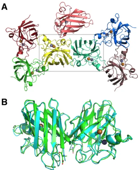 Figure 4.2. Crystal structure of SOD1-T2E. (A) Asymmetric unit of the SOD1-T2E crystal  structure
