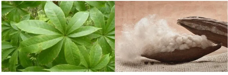 Fig No: 1 Habit of Ceiba pentandra      Fig No: 2 Fruit of Ceiba pentandra 