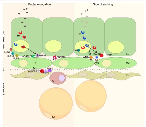 Figure 2. Control of mammary gland development by estrogen and progesterone. Systemic hormones act on estrogen receptor (ER) alpha/progesterone receptor (PR)-positive sensor cells