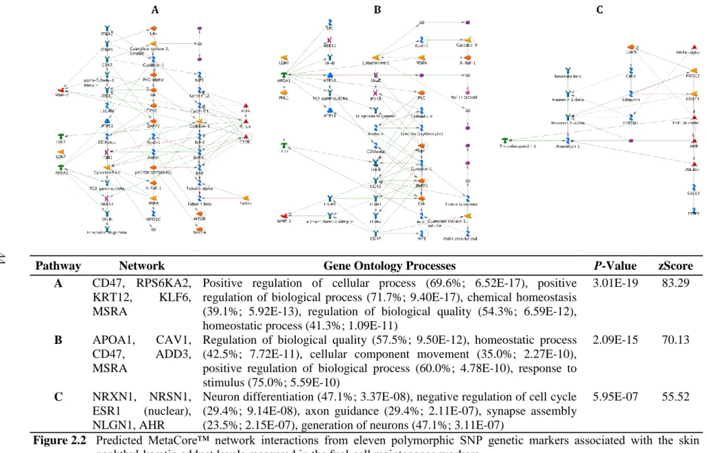 Figure 2.2  Predicted  MetaCore™  network  interactions  from  eleven  polymorphic  SNP  genetic  markers  associated  with  the  skin  naphthyl-keratin adduct levels measured in the fuel-cell maintenance workers