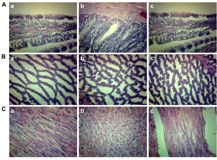 Figure 8 histopathological analyses of normal duodena, proventriculi, and myocardia.Notes: (A) Tissues of duodena were immunized with pFDNa-lDh@siO2-NPs IM (a), pFDNa-lDh@siO2-NPs IN (b), and PBs IM (c)