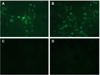 Figure 7 In vitro expression of the pFDNa-lDh@siO2-NPs in 293 T cells assayed by indirect immunofluorescence (×40).Notes: (A) Naked plasmid pVaX1-F(o) DNa group