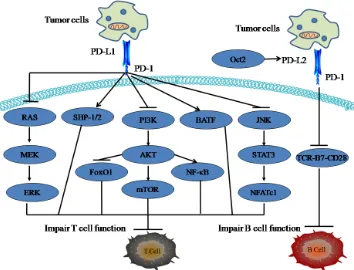 Figure 1: The role of PD-1/PD-L1 pathway in cell immune response. PD-1 functions to inhibit T cell activation not only by attenuating TCR signaling (SHP-1/2), but also by enhancing the expression of genes that impair T cell function