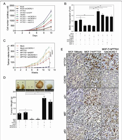 Figure 5 CXCR2/p21-dependent senescence inhibits hPTTG1-induced tumor growth77shCXCR2-2, shp21-1, or shp21-2.presented as the mean ± SEM (
