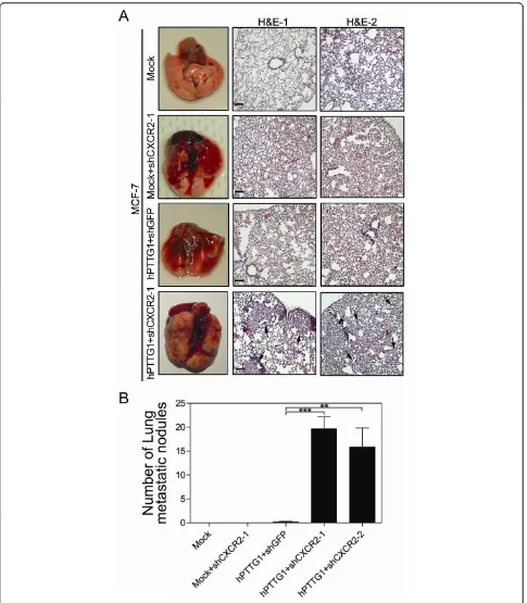 Figure 6 CXCR2-dependent senescence restrains hPTTG1-induced metastasisshCXCR2-1. Right panel: H&E staining of lungs from mice bearing the indicated tumors; arrows indicate metastatic foci