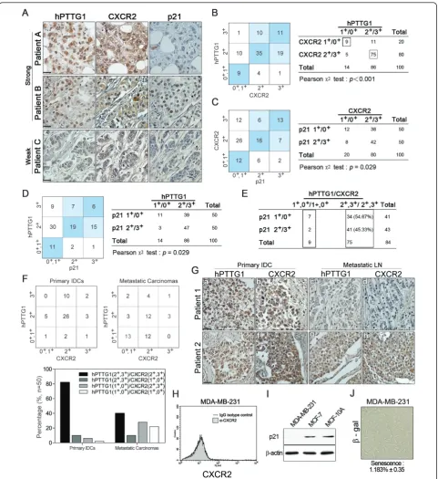 Figure 7 Positive correlation between hPTTG1, CXCR2, and p21 expression in human breast invasive ductal carcinomas (IDCs)hPTTG1/CXCR2-stained specimens of each group is indicated in the lower panel.methods