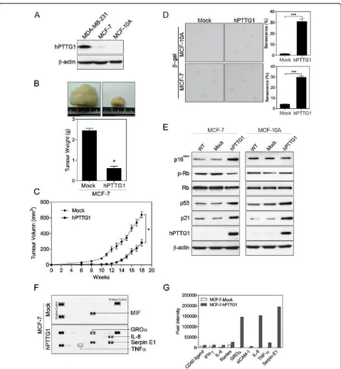 Figure 1 hPTTG1 overexpression reinforces senescence and senescence-associated secretory phenotype (SASP)percentage of positively stained cells is indicated to the right of the respective images