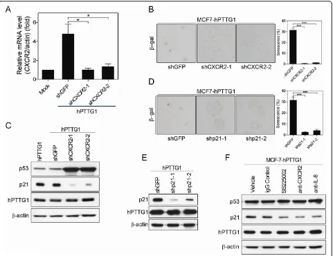 Figure 3 hPTTG1 overexpression activates CXCR2/p21 signaling to induce senescenceshCXCR2-2 were plated for senescence assays