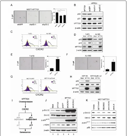 Figure 4 hPTTG1 overexpression activates CXCR2/p21 signaling through a p53-independent mechanismcollected from MCF-7infected with shGFP, shp53-1, or shp53-2 were plated for senescence assays