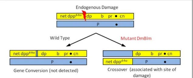 Figure 2.1.  Detection of fragile sites.  Genomic damage incurred in mitotic cells of wild- wild-type flies is repaired to yield a non-crossover product, making the site of damage difficult to  detect