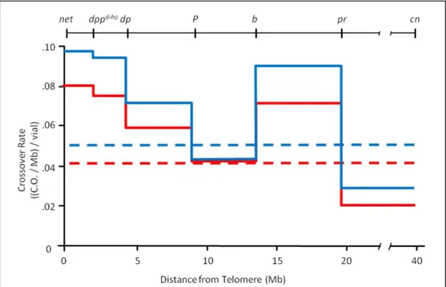 Figure 2.3.  The rate of crossovers is non-uniform.  Five phenotypic markers on 2L (net- (net-pr) and one on 2R  (cn) were used to determine the rate of mitotic crossovers in the male  germline