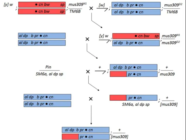 Figure 2.4.  Cross scheme to visualize and recapitulate mitotic crossovers for future SNP  sequencing