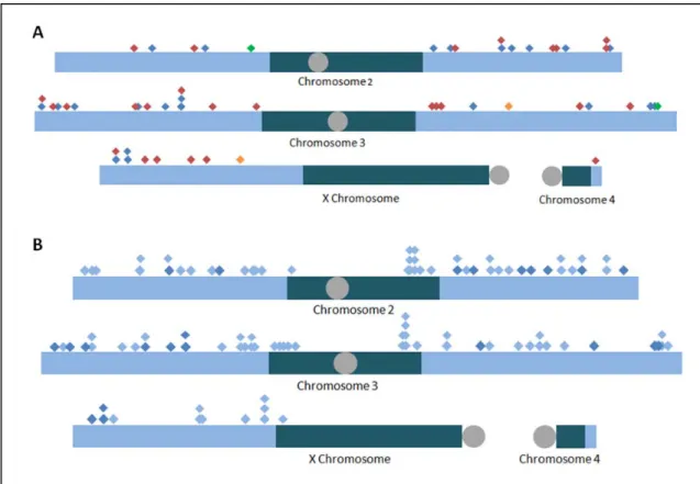 Figure 3.2. Integration of aphidicolin-induced DNA inserts.  Integration events of  pCoHygro into S2 cell DNA in the presence of aphidicolin were mapped with a variety of  techniques