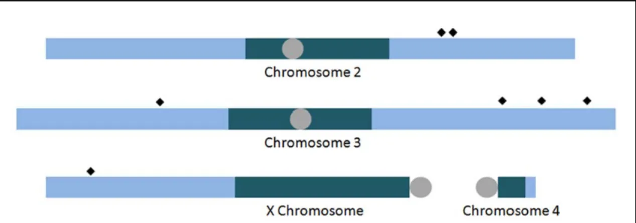 Figure 3.4. Integration of DNA inserts without aphidicolin.  Integration events of  pCoHygro into S2 cell DNA were mapped with HTS; those that could be unambiguously  mapped to a single location are presented