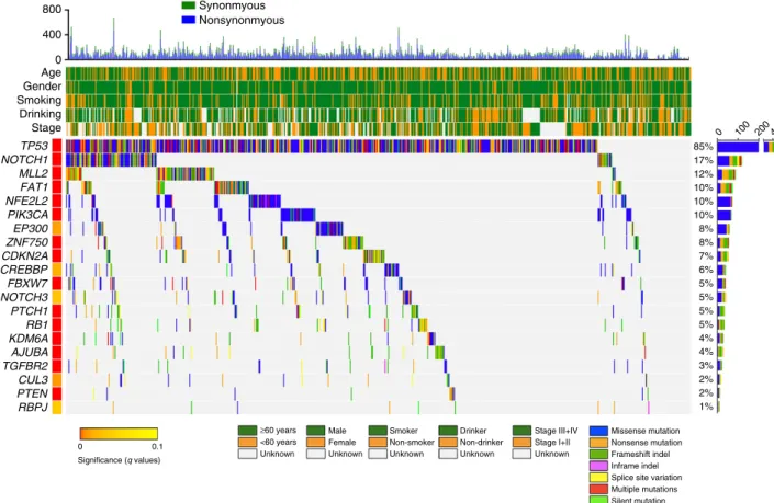 Figure 2 | Mutational landscape of somatic alterations in 704 ESCC samples. Signiﬁcantly mutated genes (identiﬁed using the MutSigCV algorithm;