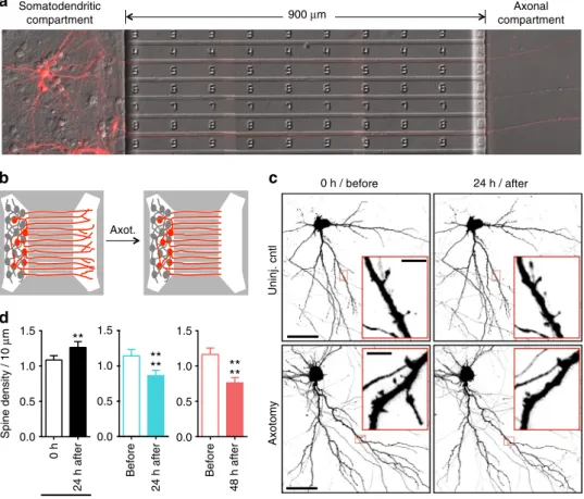Fig. 1 Dendritic spine density of pyramidal neurons within micro ﬂuidic chambers before and after axotomy