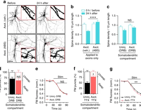 Fig. 6 In ﬂuence of local activity and transcription on the initiation of injury-induced synaptic remodeling