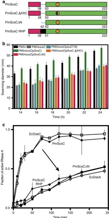 Figure 1 | PmScsC function. (a) Linear representation of the domain organization of PmScsC mutants