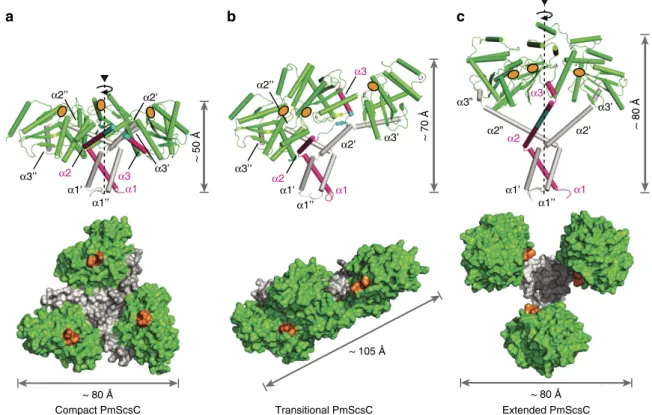 Figure 3 | PmScsC crystal structures. (a) Compact (PDB: 4XVW), (b) Transitional (PDB: 5IDR) and (c) Extended (PDB: 5ID4) crystal structures of PmScsC