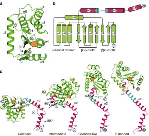Figure 4 | PmScsC protomer structure. (a) Cartoon representation of the PmScsC catalytic domain (equivalent to a DsbA fold, green)