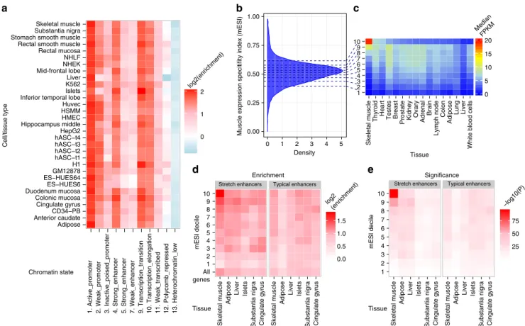 Figure 2 | The genetic regulatory architecture of muscle-speciﬁc gene expression. (a) Muscle cis-eQTL enrichment across chromatin states in diverse cell or tissue types 11,15,63,64 