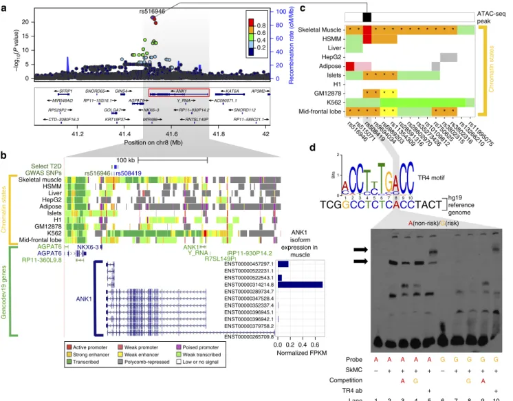 Figure 4 | T2D GWAS SNPs in a muscle-speciﬁc stretch enhancer of ANK1 provide mechanistic insights into T2D pathophysiology in skeletal muscle.