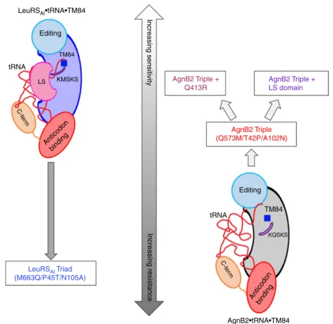 Figure 8 | Model illustrating determinants of TM84 sensitivity and resistance in LeuRS At and AgnB2