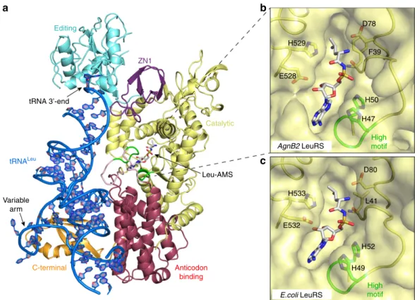 Figure 3 | Structure of the AgnB2tRNA Leu Leu-AMS complex. (a) X-ray structure of wild-type AgnB2tRNA Leu Leu-AMS complex with 3 0 -tRNA Leu (blue) bound in the editing site (PDB Code—5AH5)