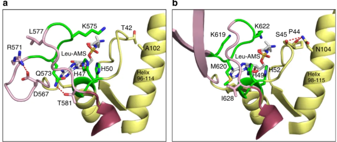 Figure 5 | Interactions of key residues in the catalytic active site of AgnB2. Ribbon structure of the catalytic active site of (a) AgnB2tRNA Leu Leu-AMS complex and (b) E