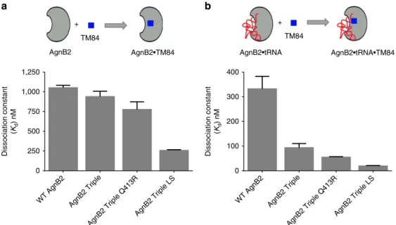 Figure 7 | The accumulative mutation of tRNA interacting elements with core Triple mutations in AgnB2 increases the enzyme’s afﬁnity to TM84.