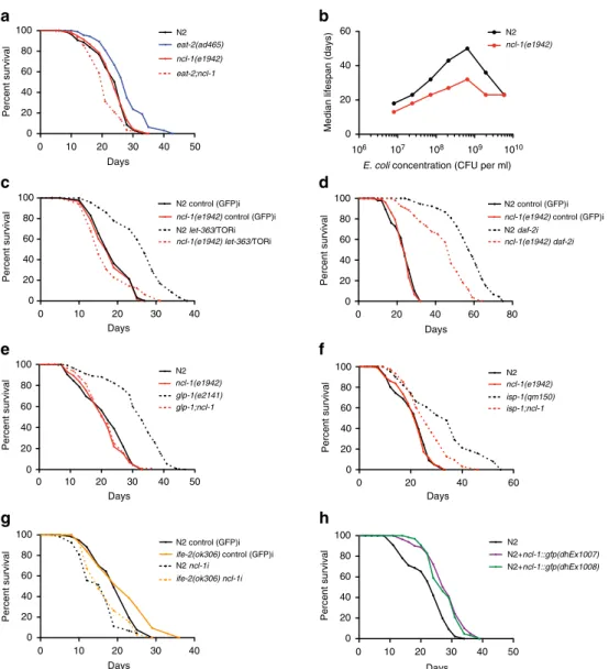 Figure 1 | ncl-1 mediates DR and other forms of longevity. (a) Longevity of eat-2(ad465) is abolished with the loss of ncl-1(e1942) (P o0.0001, three independent biological replicates)