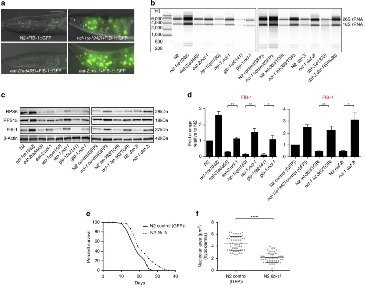 Figure 3 | Longevity mutants have reduced ribosome biogenesis. (a) FIB-1::GFP is strongly down-regulated in eat-2(ad465) animals but up-regulated in ncl-1(e1942) and eat-2;ncl-1 double mutants (20 worms imaged per replicate, 3 independent biological replic