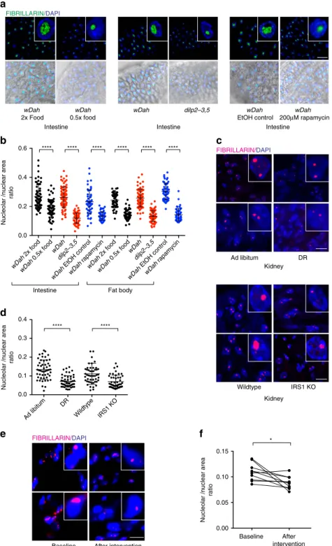 Figure 4 | Smaller nucleoli associate with longevity in higher organisms. (a,b) DR, dilp2-3,5 and Rapamycin treated D