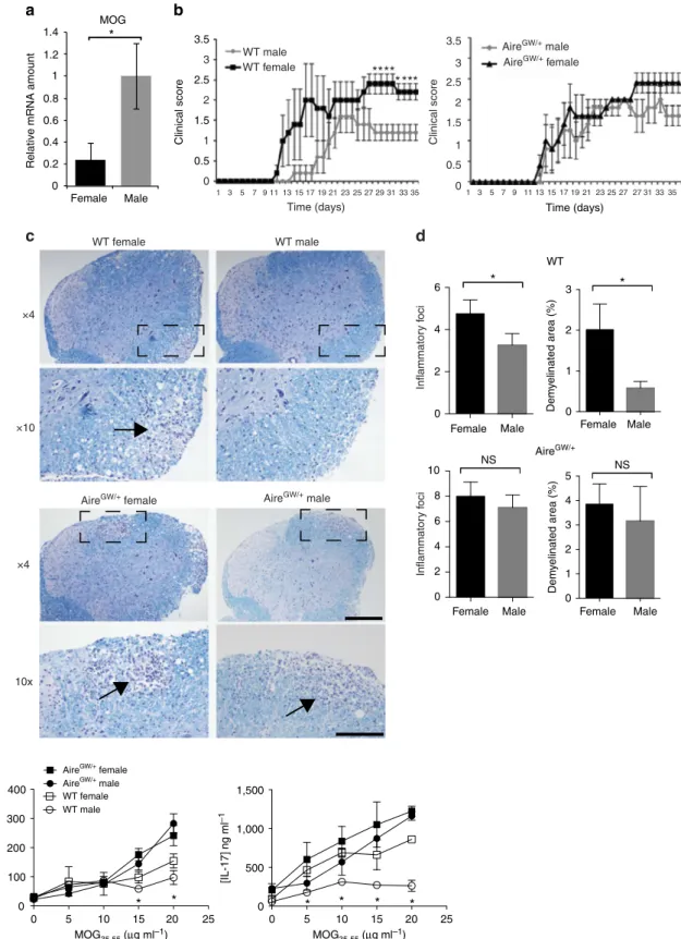 Figure 6 | Male gender protects against EAE in an Aire-dependent manner. (a) Relative MOG mRNA expression amounts in sorted mTECs from female and male wild-type (WT) mice by quantitative RT–PCR