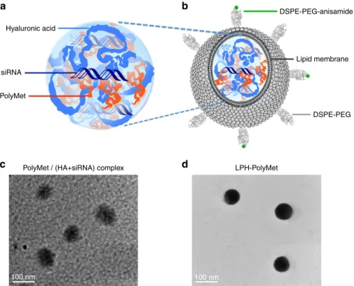 Figure 2 | Schematic illustration and representative TEM images of PolyMet nanoparticles