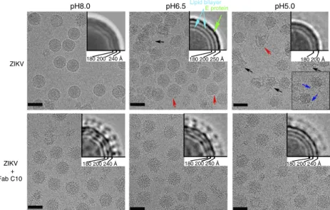 Figure 1 | CryoEM micrographs of the uncomplexed ZIKV control and the Fab C10-ZIKV complex samples at various pH levels