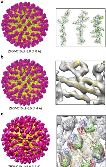 Fig. 5b). The epitopes recognized by the Fab molecules that bind to B-B 0 dimer also span across the inter-dimer E protein interfaces