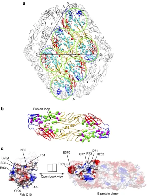 Figure 3 | The C10 epitopes on the pH8.0 ZIKV-C10 complex structure. (a) The C10 epitopes (circled by green dots) in an E protein raft identiﬁed by using a distance cutoff of 5 Å between the side chains of Fab and the E protein
