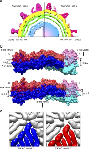 Figure 4 | The radial movement of the E protein rafts in the ZIKV-C10 complex structure at pH5.0 compared to pH8.0