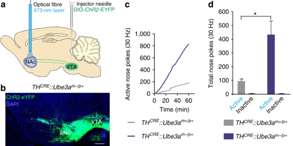 Figure 1 | Ube3a m  /p þ mice are hyper-motivated to self-stimulate TH-positive VTA-to-NAc terminals