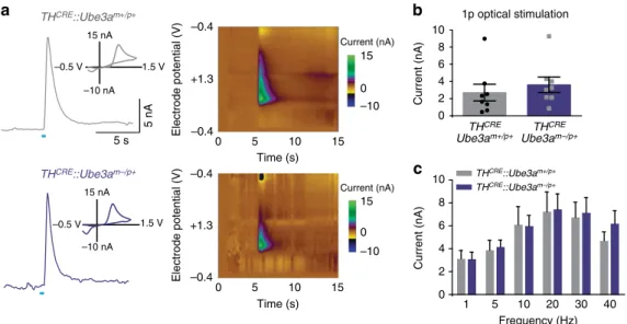 Figure 2 | Optically evoked dopamine release is similar in TH-positive VTA-to-NAc terminals in Ube3a m  /p þ and Ube3a m þ /p þ mice