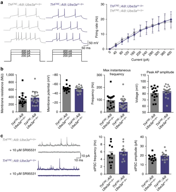 Figure 3 | Maternal deletion of Ube3a has no apparent effect on intrinsic excitability and inhibitory input onto VTA neurons