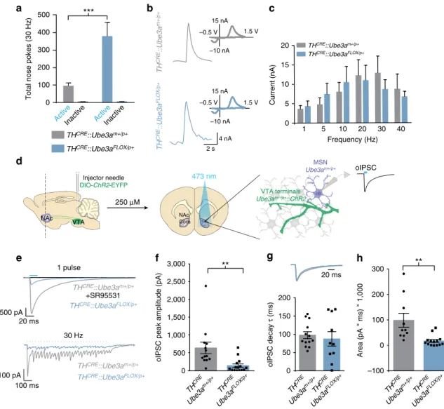 Figure 4 | Deleting Ube3a in TH-positive neurons decreases GABA co-release and enhances motivational behaviour