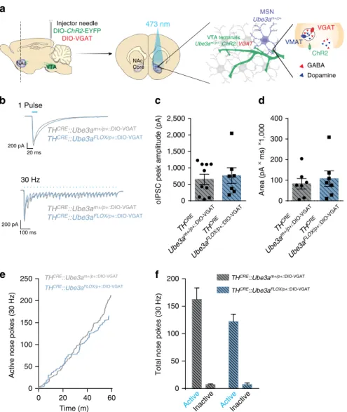 Figure 5 | Exogenous VGAT expression in TH CRE -positive neurons normalizes motivation and GABA co-release in TH CRE ::Ube3a FLOX/pþ mice.