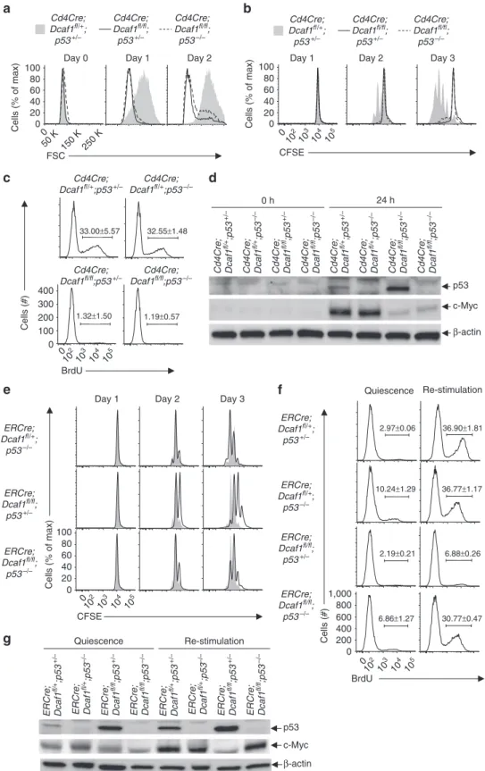 Figure 8 | Downregulation of p53 is required for DCAF1-dependent cell cycle entry. (a–d) CD4 þ naive T cells of different genotypes were activated by anti-CD3 and anti-CD28 at indicated time points