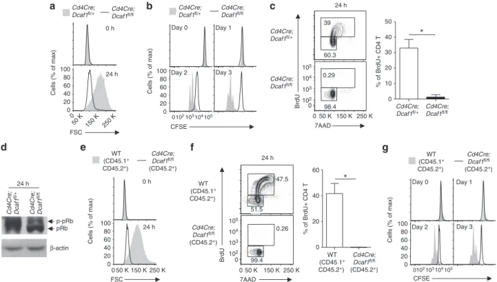 Figure 3 | DCAF1 is required for cell growth and cell cycle entry. (a–d) The comparison of the sizes (a), the proliferation (b), the DNA synthesis (c) and the amount of Rb protein (pRb) and its phosphorylation (p-pRb) (d) of CD4 þ naive T cells with differ