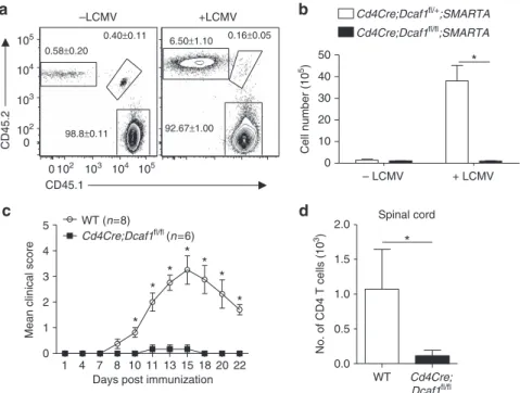 Figure 5 | DCAF1 controls T-cell response during viral infection and autoimmunity. (a,b) 1  10 6 of CD4 þ T cells isolated from Cd4Cre;Dcaf1 ﬂ/þ ; SMARTA mice (CD45.2 þ ) and Cd4Cre;Dcaf1 ﬂ/ﬂ ;SMARTA mice (CD45.1 þ CD45.2 þ ) were mixed and transferred in
