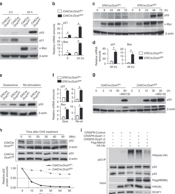 Figure 7 | DCAF1 deﬁciency leads to p53 protein stabilization. (a,b) The protein expression of p53, p21 and c-Myc detected by immunoblotting (a) and the mRNA expression of p21 and Bax detected by quantitative reverse transcription–PCR (qRT–PCR) (b) in CD4 
